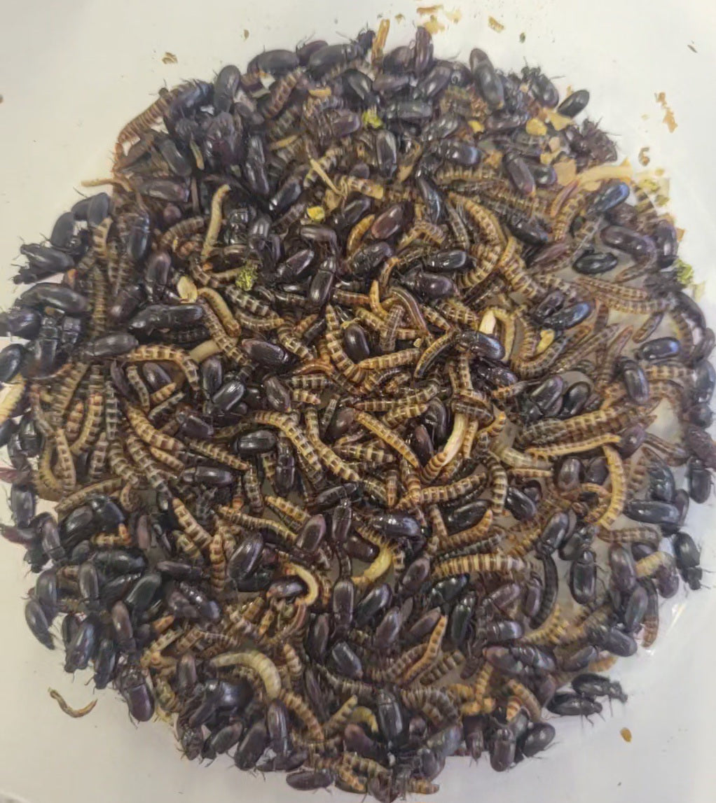 Live Organic Lesser / Buffalo Mealworms